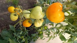 Томат Лискин нос  (Оранжевое сердце), очень вкусный и урожайный