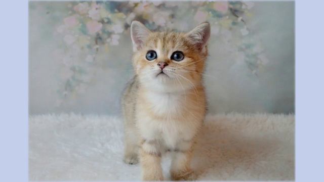 Casper - британский котенок смотреть онлайн