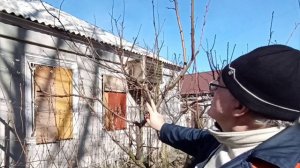 Обрезка персика весной.