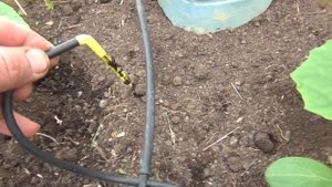 Капельный полив Аквадуся. Личный опыт и советы.