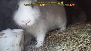 можно ли давать кроликам тыкву и кабачки is it possible to give rabbits pumpkin and zucchini