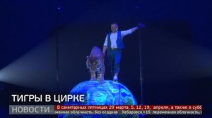 Тигры в воздухе: уникальная цирковая программа. Новости. 02/05/2024. GuberniaTV