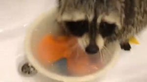 Енот стирает вещи