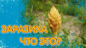 ЗАРАЗИХА. ЧТО ЭТО, ЧЕМ ОПАСНА И КАК БОРОТЬСЯ?