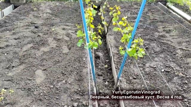 ? Прежде чем сажать виноград! Этот КУСТ обречен на получение УРОЖАЯ. Веерный, многорукавный. смотреть онлайн