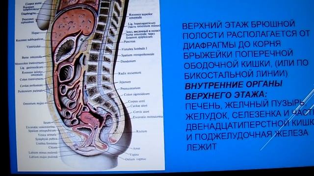 БРЮШИННАЯ ПОЛОСТЬ. БРЮШИНА. ЕЕ СТРОЕНИЕ. ВЕРХНИЙ ЭТАЖ БРЮШИННОЙ ПОЛОСТИ