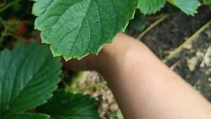 24.06.22. КСД ??Красавица Загорья,Лорд,Стефания,Роксана.??