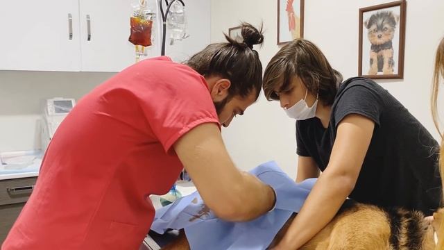 Domuz Isırığı Operasyonu! Yaban Domuzu Tarafından Isırılan Köpeği Tedavi Ettik! #inanoğlu смотреть онлайн