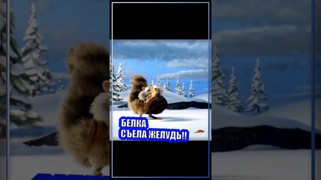 ? Спустя 20 лет саблезубая белка съела этот желудь! #shorts