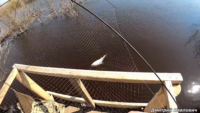 ИЩЕМ РЫБУ,А ОНА ПРЯМО ПОД НОСОМ! ЛОВИМ КАРАСЕЙ НА ПАУК С МОСТИКА ЗА ОГОРОДОМ! Рыбалка на паук!