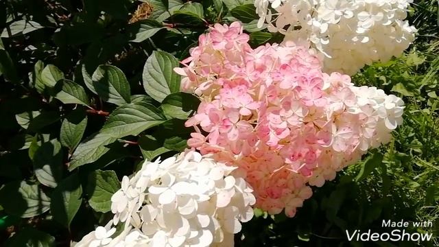 САМАЯ КРАСИВАЯ МЕТЕЛЬЧАТАЯ ГОРТЕНЗИЯ! Гортензия Ванилла Фрейз.