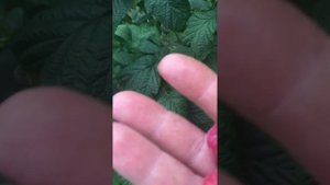 Самая вкусная Желтая Малина