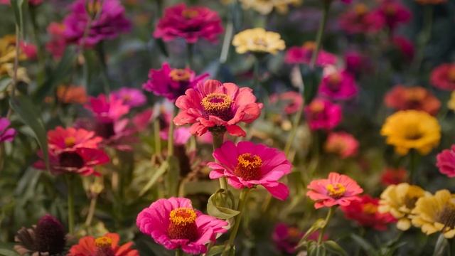 ТОП 5 ОДНОЛЕТНИКОВ ДЛЯ ЛЕНИВОГО ЦВЕТНИКА. Их можно посеять сейчас! смотреть онлайн