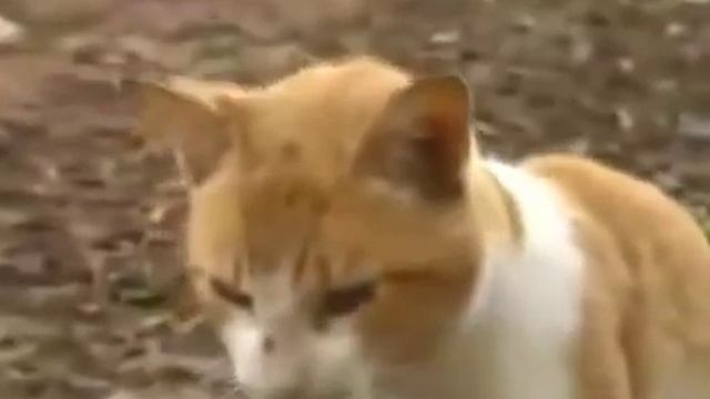 Рвота у кошки - чего стоит опасаться смотреть онлайн