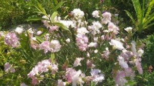 Гвоздика - королева альпийской горки!