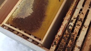 зимовка пчел, пчеловодство, пчелы, пасека, зимовка пчел на воле, зимовка пчел на улице, пчеловодств