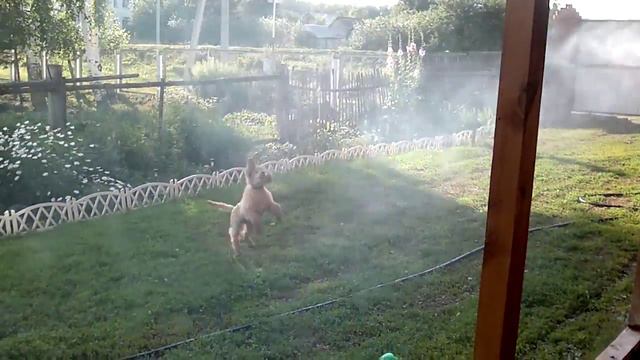 Пудель ловит капельки воды смотреть онлайн