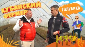 КУБАНСКИЙ ФЕРМЕР _Голубика