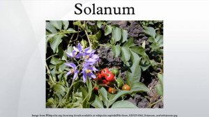 Solanum