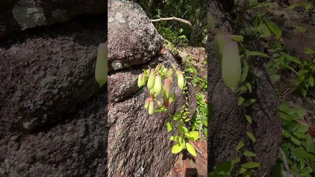 Каланхоэ перистое (Kalanchoe pinnata)