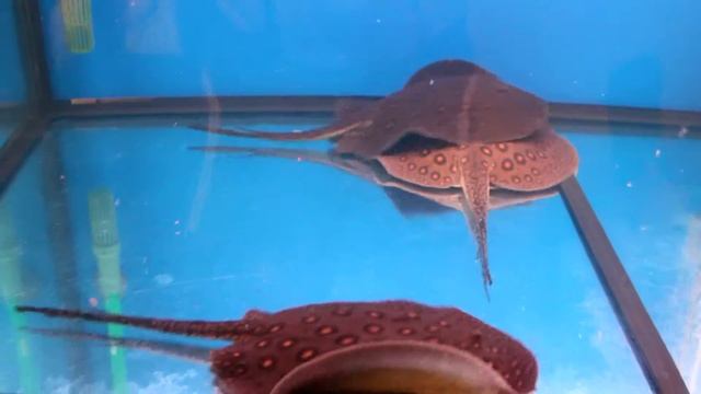 Пресноводные Скаты Моторо Potamotrygon Motoro смотреть онлайн