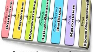 Дикий кролик: где живут в дикой природе в России