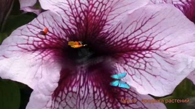 Петуния грандифлора Призм Блюберри Сандай ? обзор: как сажать, семена петунии Призм Блюберри Сандай смотреть онлайн