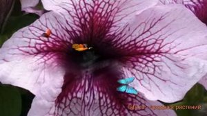 Петуния грандифлора Призм Блюберри Сандай ? обзор: как сажать, семена петунии Призм Блюберри Сандай