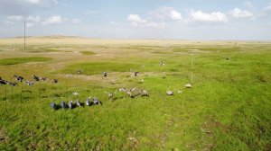 001 Охота / профиля гусей, уток