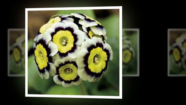 ЭКЗОТИЧЕСКИЕ ЦВЕТЫ Exotic flowers