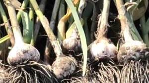 Убрали озимый чеснок 16 июля 2024 года. Как определяю срок уборки, опыт выращивания.