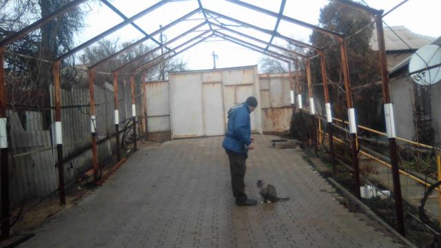 Фелинология.Дрессировка котов.кликер.