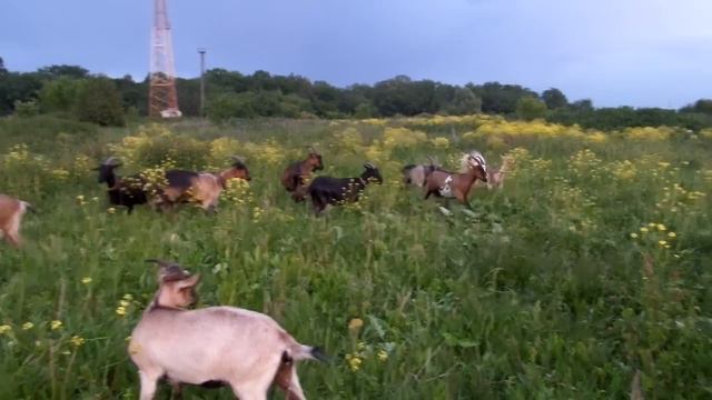 Альпийские козы смотреть онлайн