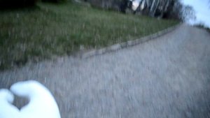 Ручной лебедь и лиса