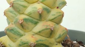 Monadenium ritchiei f. variegata
