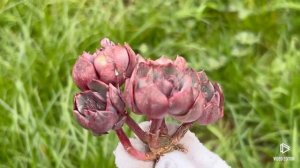 Echeveria Red Tan