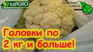 ГОЛОВКИ ПО 2 КГ и БОЛЬШЕ! Вот это урожай цветной капусты!!! Сорт цветной капусты и технология рулят!