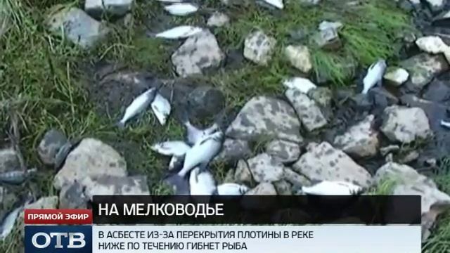 В Асбесте перекрытие плотины привело к массовой гибели рыбы