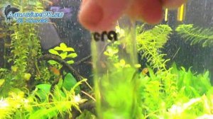 Сколько углекислого газа (СO2) в воде аквариума: точный расчет.