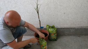 ПЕРЕСАДКА ЛИМОНА FINO 95. Как правильно пересадить взрослый лимон.