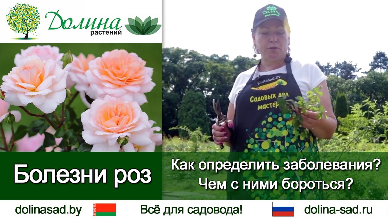 Саженцы долина растений