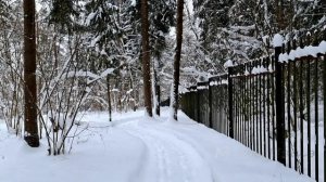 Снежный лес.