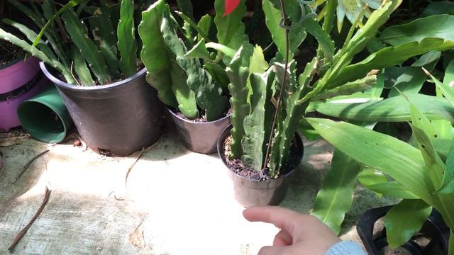 Epiphyllum Blooms and My Care смотреть онлайн