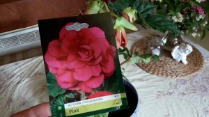 Покупки и бегония из Фикс Прайс/Что случилось с бегонией?