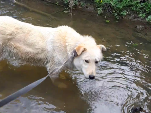 Помыть лапы дело нужное. смотреть онлайн