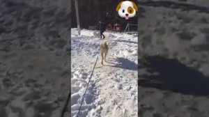 Акита Ину и Алабай, Akita Inu and Alabai