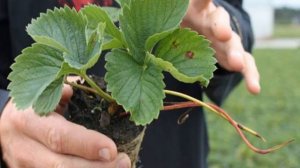 Земляника Барон Солемахер