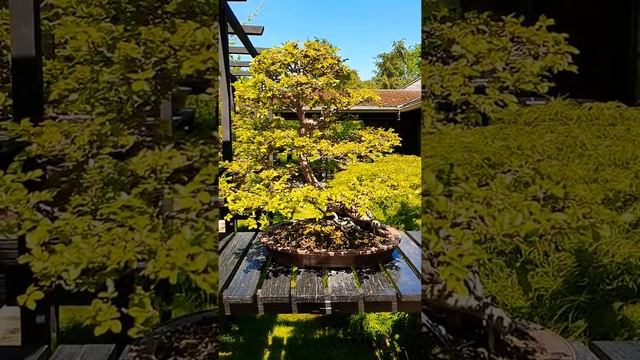 Orme de Chine du Parc Floral de Paris ?⛩