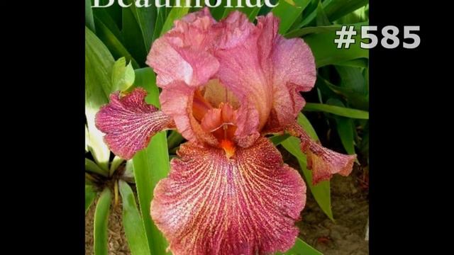 #585. Ирисы - очень красивые цветы смотреть онлайн