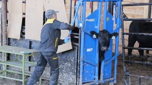 Личный опыт фермера. Животноводческая ферма: особенности организвции.